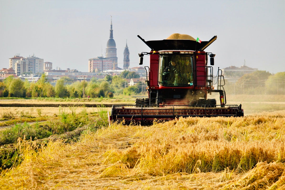 La mietitrebbia avanza nella raccolta del riso al Podere Prati Breja, con la cupola di San Gaudenzio sullo sfondo